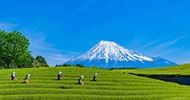 Shizuoka