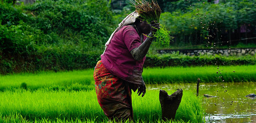 Organic Farming